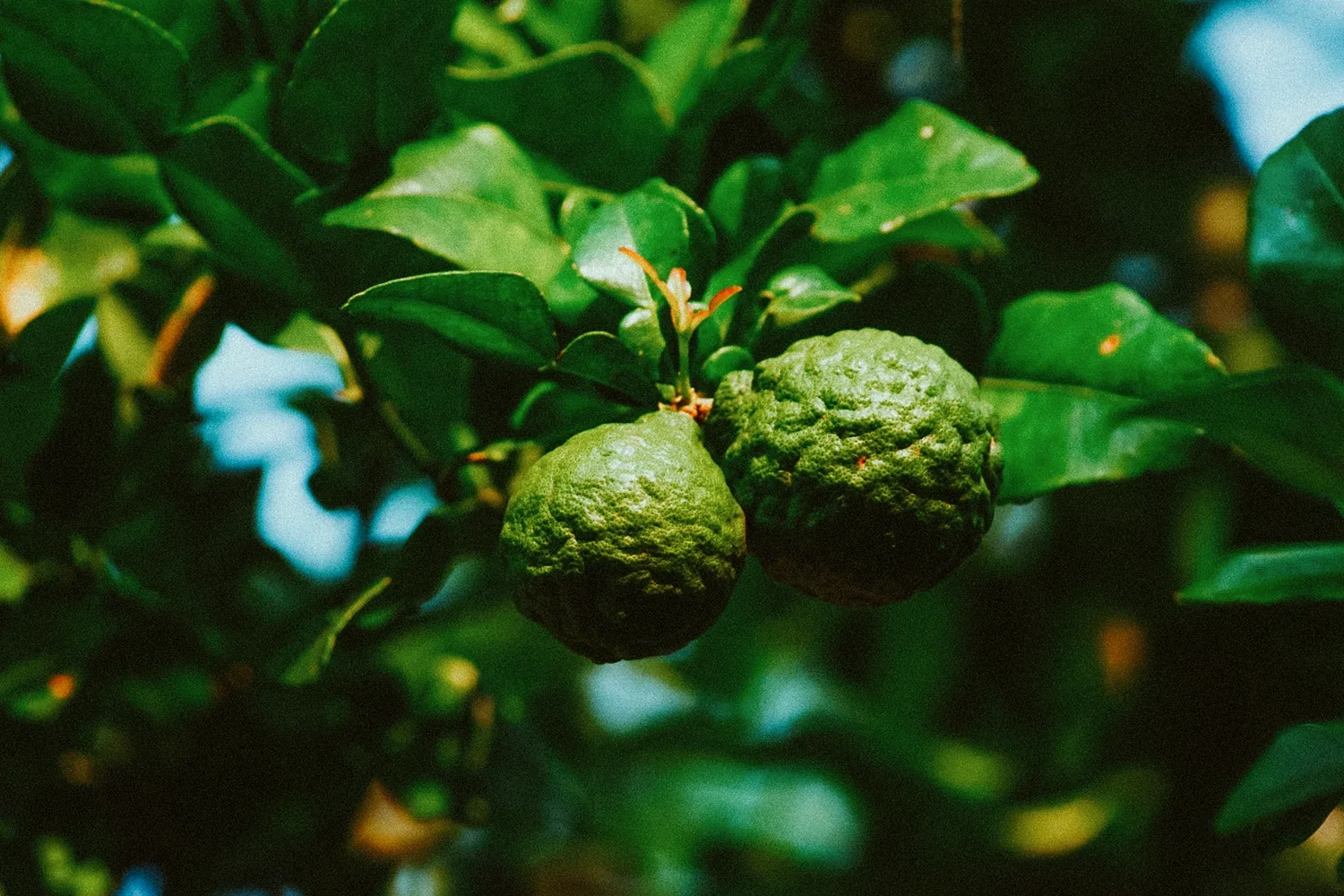 Formulazione compound