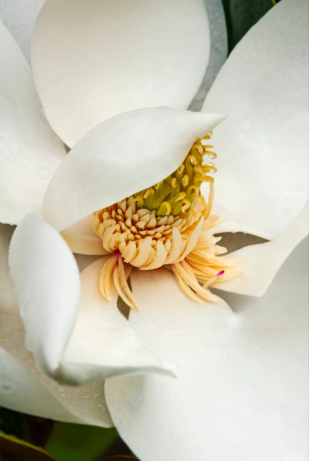 Hedione — molecola sintetica utilizzata in profumeria