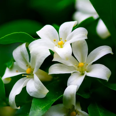 Jasmine flower